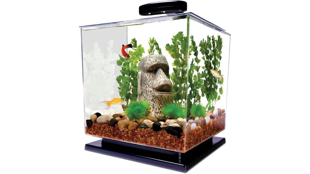 small tetra fish tank